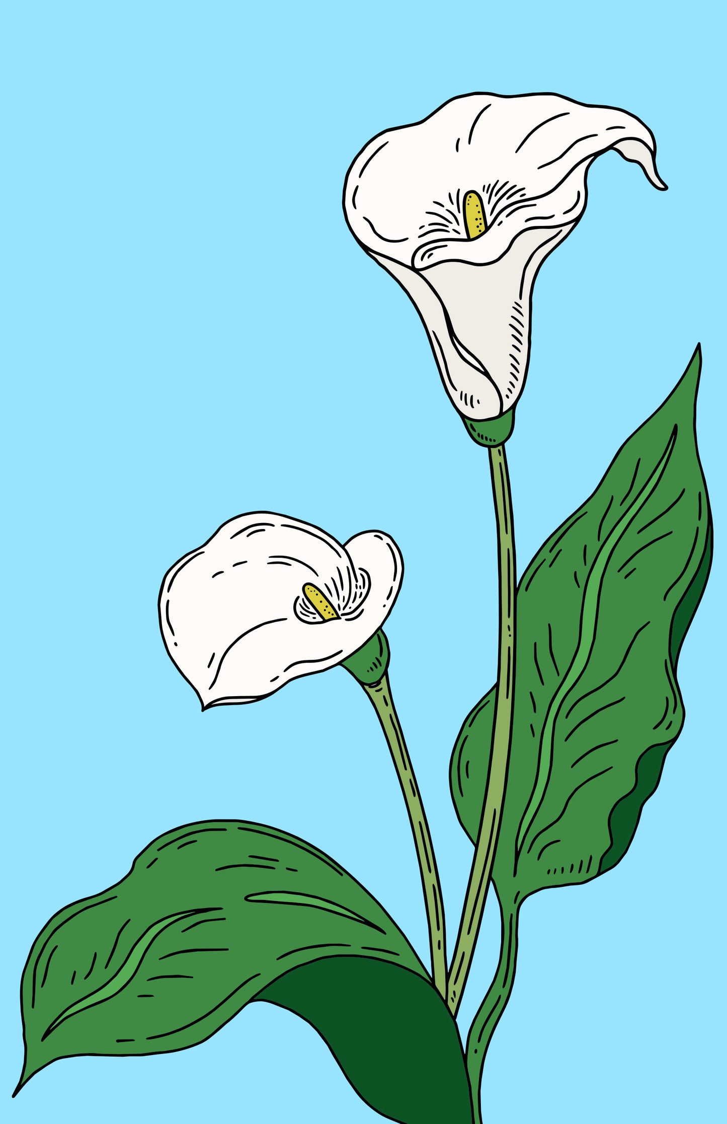 Calla Lilies in Summer Print