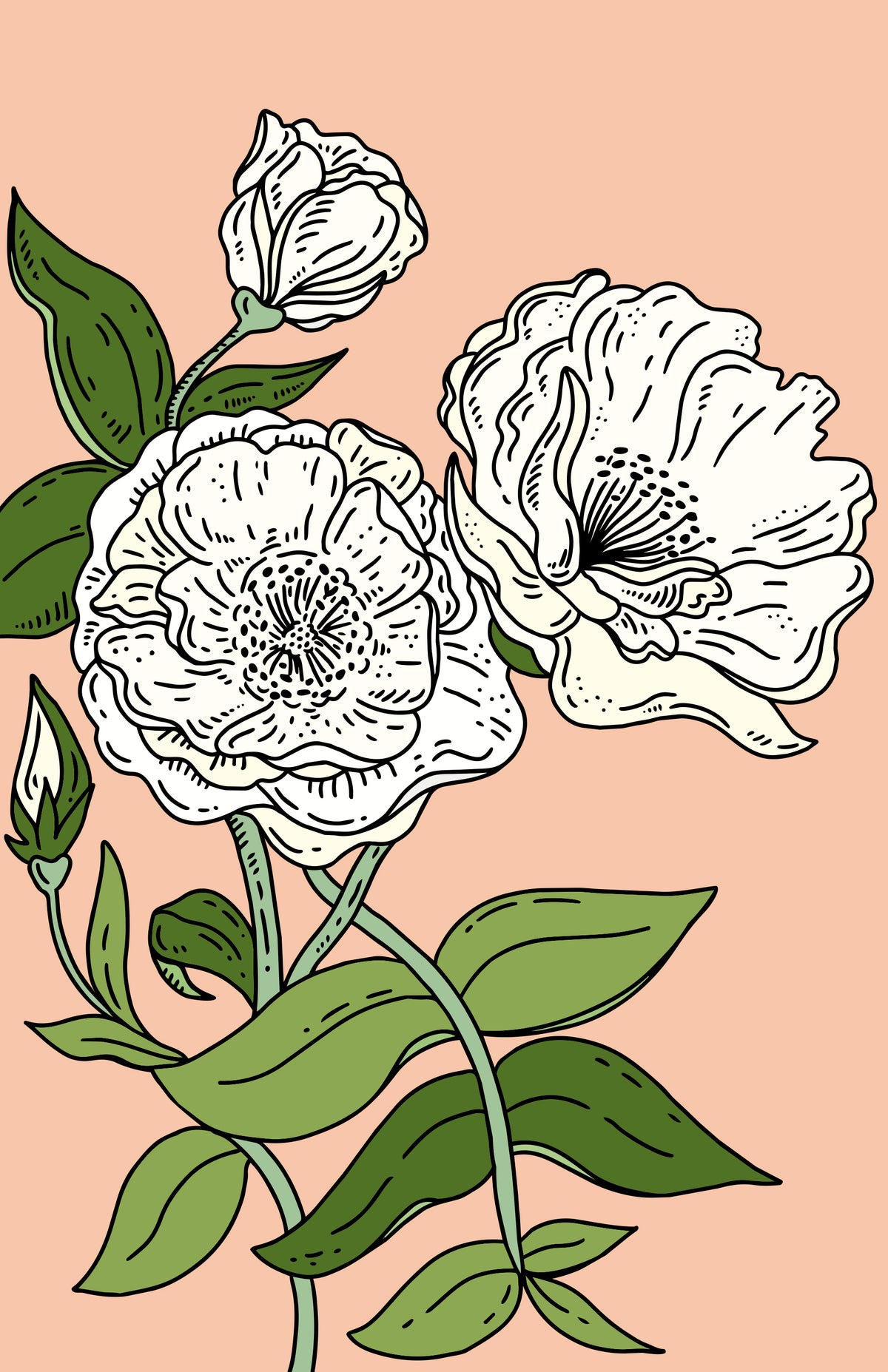 White Roses Botanical Print
